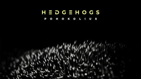 Album art for 'Hedgehogs' single by Pohokolius, showing a close-up of bristles resembling hedgehog quills